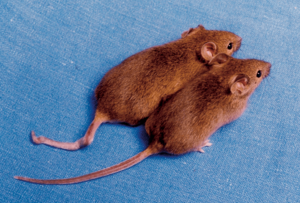 Archivo:Cloned mice with different DNA methylation