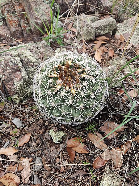 Coryphantha compacta 2