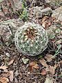 Coryphantha compacta 2