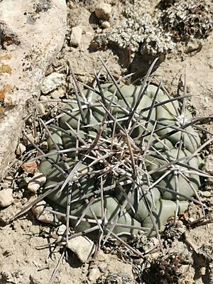 Archivo:Coryphantha poselgeriana 9
