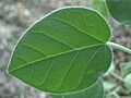 Croton ciliatoglandulifer-leaf