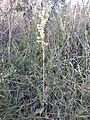 Dichromanthus michuacanus 1