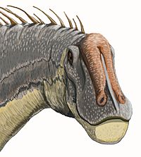 Archivo:Dicreosaurus headDB