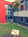 Drzewo klon pamięci Ireny Gut Opdyke Sprawiedliwej wśród Narodów Świata Polka z Piekar Śląskich