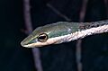 Eastern Vine Snake (Thelotornis mossambicanus) (13937474977)