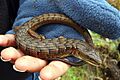 Elgaria coerulea