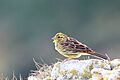 Emberiza citrinella01