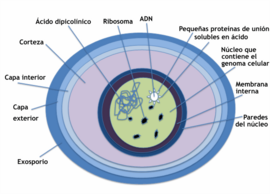 Archivo:Endospore Diagram-es