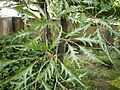 Fagus sylvatica 'Asplenifolia' detalle