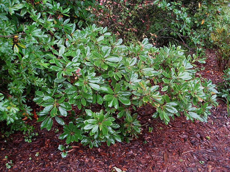 Flickr - brewbooks - Quercus sadleriana (Deer Oak)