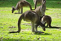Archivo:Group of Macropus fuliginosus Darling Range 05010