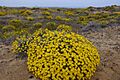 Helichrysum stoechas830
