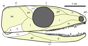 Archivo:Hylonomus skull