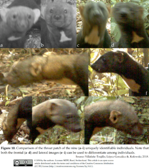 Archivo:Identified individuals of Eira barbara in the Peruvian Amazon