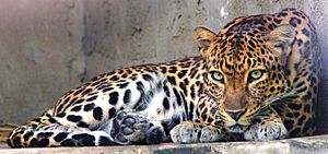 Archivo:Indochinese leopard