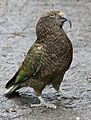Kea Bird 045