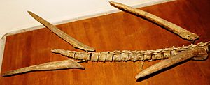 Archivo:Kentrosaurus thagomizer