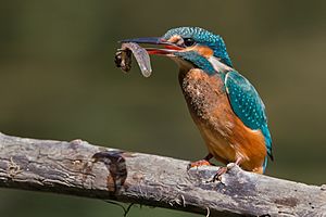 Archivo:Kingfisher eating a tadpole