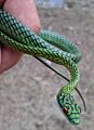 Leptophis ahaetulla nigromarginatus (08)
