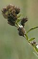 Lespedeza capitata flower