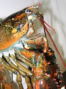Archivo:Lobster 03