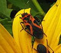 Lygaeus turcicus.9.17.08w