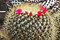 Mammillaria rhodantha ssp pringlei pm