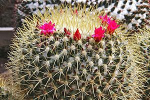 Archivo:Mammillaria rhodantha ssp pringlei pm