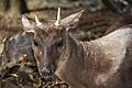 Mazama americana in Barbados Wildlife Reserve 07