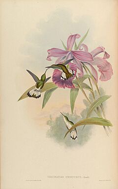 Archivo:MonographTrochi5Goul 0076