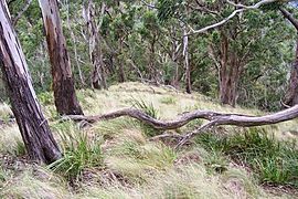 Mount Royal - eucalytus forest 2