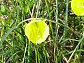 Narcissus bulbocodium bulbocodium0