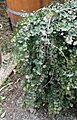 Nothofagus cunninghamii 02
