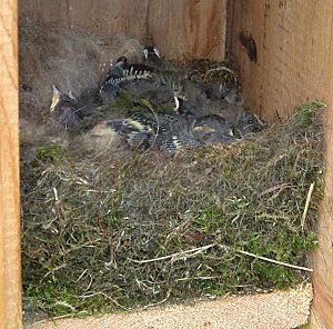 Archivo:Parus major nest1
