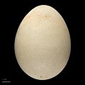 Pavo cristatus MHNT.ZOO.2010.11.10.4