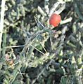 Pencil cholla, Saguaro National Park (Rincon Mountain District), Arizona (55bd1953-6f7f-453e-9768-c40db5b16ce0)