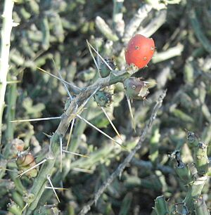 Archivo:Pencil cholla, Saguaro National Park (Rincon Mountain District), Arizona (55bd1953-6f7f-453e-9768-c40db5b16ce0)