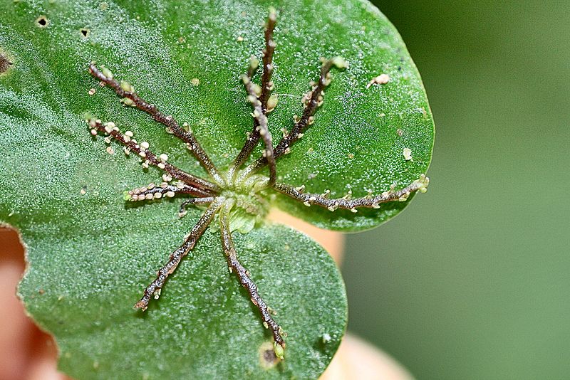 Peperomia pinoi (Piperaceae) (30140313775)