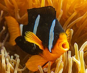 Archivo:Pez payaso de cola amarilla (Amphiprion clarkii) en una anémona magnífica (Heteractis magnifica), islas Ad Dimaniyat, Omán, 2024-08-16, DD 76