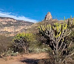 Archivo:Pico-de-Bernalejo,-el-Gran-Tunal-paisaje