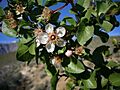 Prunus fremontii closeup