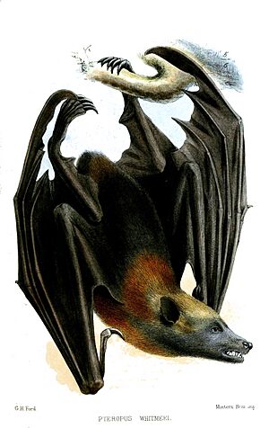 Archivo:PteropusWhitmeeiFord