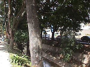 Archivo:Quebrada La Guairita 002