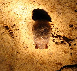 Archivo:Ratpenat hibernant