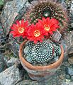 Rebutia krainziana 2