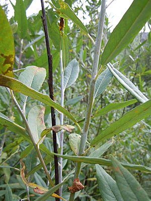 Archivo:Salix lemmonii (5027510738)