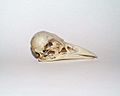 Skull corvus corone