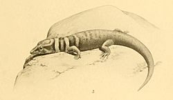 Sphaerodactylus intermedius 01-Barbour 1921.jpg