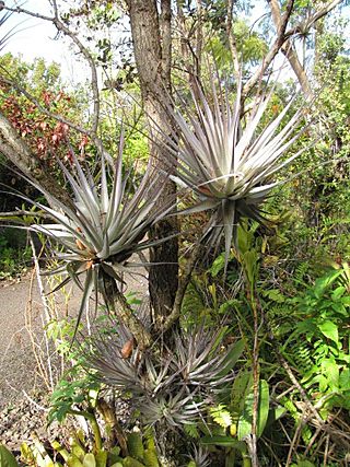 Starr Tillandsia gardneri - On Ohia - 001.jpg
