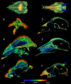 Stegoceras and Cephalophus sections